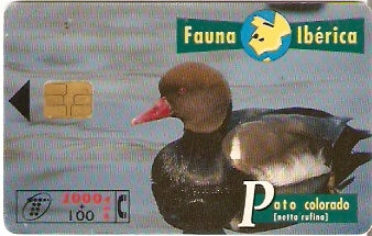 SPA-B-055 - Pato Colorado