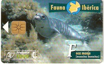 SPA-B-059 - Foca