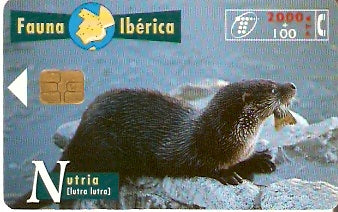 SPA-B-062 - Lontra