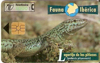 SPA-B-063 - Lagarto - 1