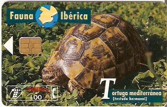 SPA-B-057 - Tartaruga - 1