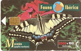 SPA-B-081 - Borboleta - 2