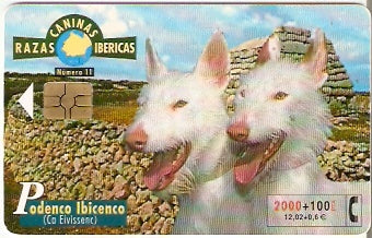 SPA-B-088 - Cachorro - 11