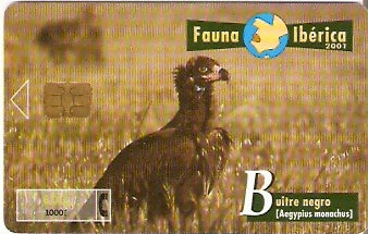 SPA-B-093 - Abutre