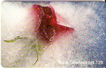 SWE-303 - Rosa Vermelha