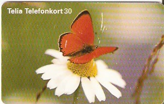 SWE-304 - Borboleta na Margarida