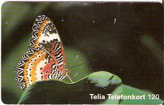 SWE-311 - Borboleta
