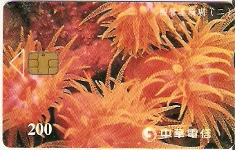 TAW-C099-17 - Coral - 2/2