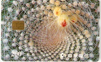 TAW-C099-25 - Cactus - 1/2