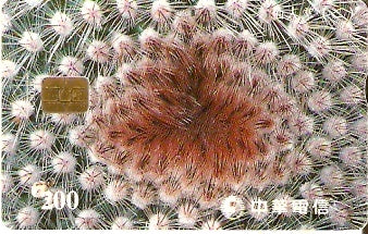TAW-C099-26 - Cactus - 2/2