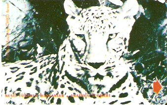 TUR-N-106 - Leopardo - 30