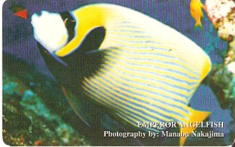 VIET-M-003B - Peixe Anjo