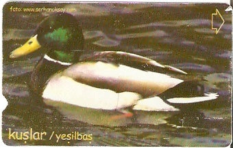 TUR-N-301 - Pato Real