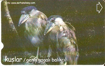 TUR-N-306 - Garça Real