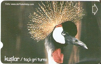 TUR-N-315 - Tacli Gri Turna