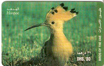 UAE-P-009A - Ave - Hoopoe