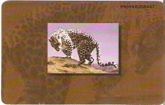 UAE-155 - Leopardo da Arábia