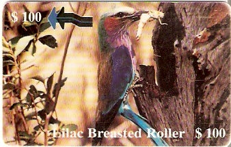 ZIM-34 - Lilac Breasted Roller