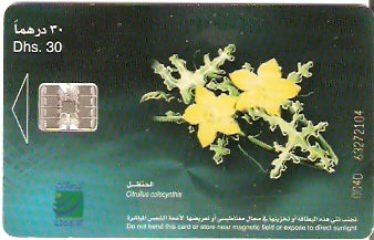 UAE-211 - Flores - 02