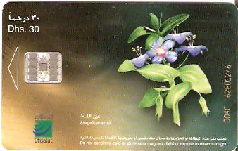 UAE-212 - Flores - 03