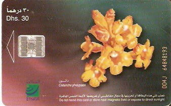 UAE-218 - Flores - 09
