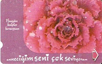 TUR-N-427 - Flores - 5