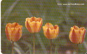 TUR-C-025 - Flores - 06