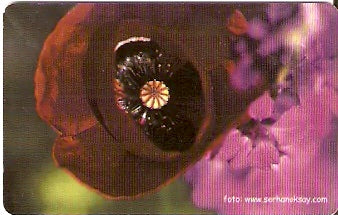 TUR-C-035a - Flores - 16