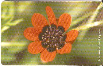 TUR-C-021e - Flores - 02