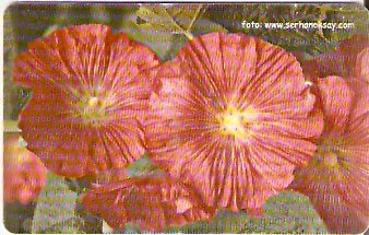 TUR-C-034b - Flores - 15