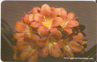 TUR-C-036b - Flores - 17