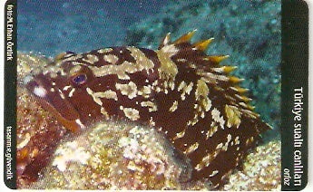 TUR-C-060 - Peixe - Orfoz