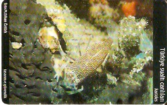 TUR-C-062 - Peixe - Karides