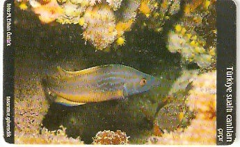 TUR-C-050 - Peixe - Circir
