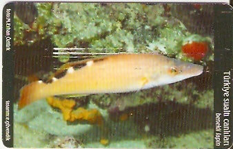 TUR-C-054 - Peixe - Benekli Lapin
