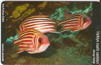 TUR-C-056 - Peixe - Sincap Baligi