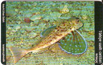 TUR-C-057 - Peixe - Kirlangic