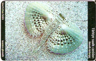 TUR-C-059 - Peixe - Kanatli Kirlangic