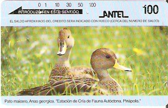 URU-31 - Patos