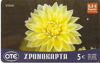 GRE-Pxr076 - Flor - Dália