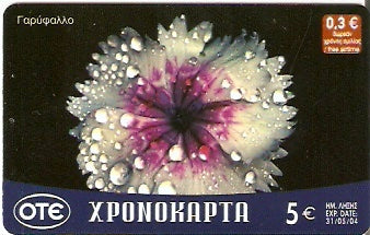 GRE-Pxr087 - Flor - Garifalo