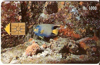 VEN-013a - Peixe Rei