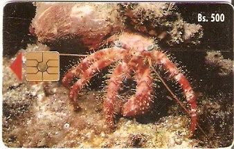 VEN-030B - Caranguejo Ladrão