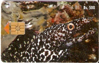 VEN-040C - Peixe Tigre