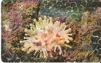 VEN-193 - Fauna Marinha - 06/10