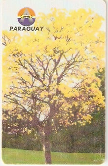 PAR-C-17a - Lapacho en Flor- 10