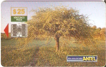 URU-C-051a - Algarrobo
