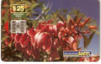URU-C-052a - Ceibo