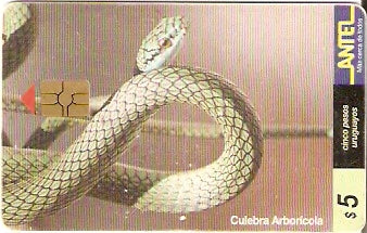 URU-C-087a - Culebra Arborícola