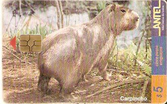 URU-C-090a - Carpincho
